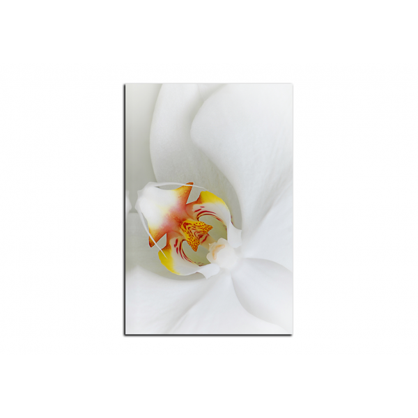 Obraz na plátně - Detailní záběr bílé orchideje - obdélník